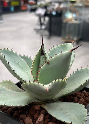 Agave pygmaea