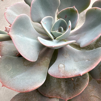 Echeveria ‘Pink Diamond' |Echeveria Diamante Rosa