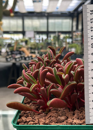 Peperomia graveolens