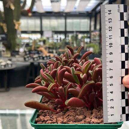 Peperomia graveolens