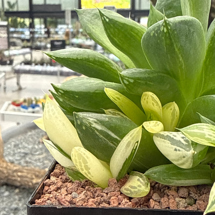 Haworthia 'Cuspitata' f. variegate