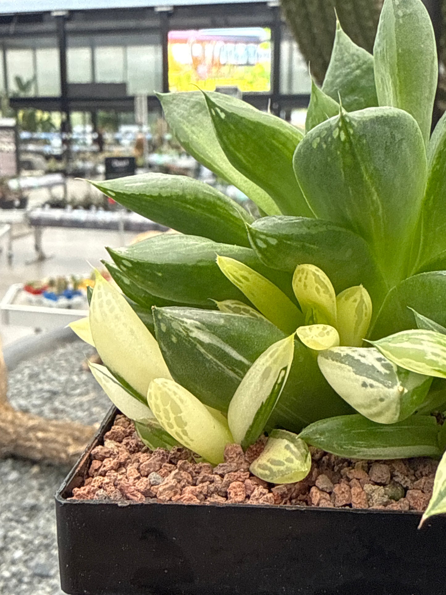 Haworthia 'Cuspitata' f. variegata