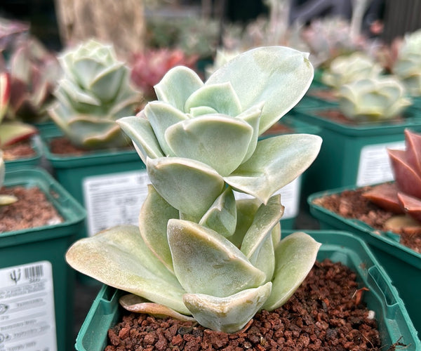 Graptoveria 'Lovely Rose'  DesertSTORE.es