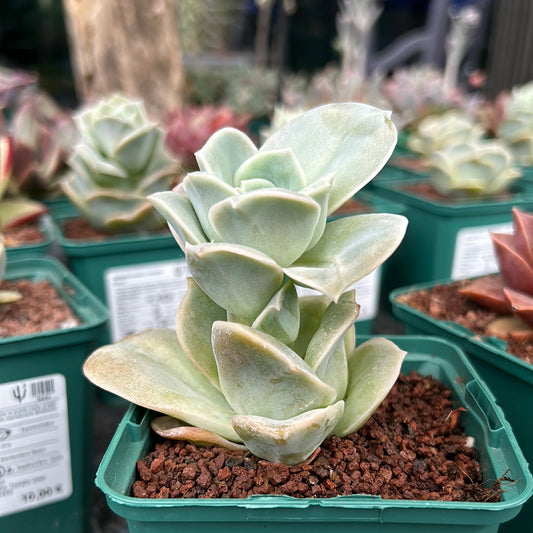 Graptoveria 'Lovely Rose'