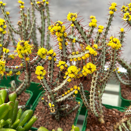 Euphorbia aeruginosa