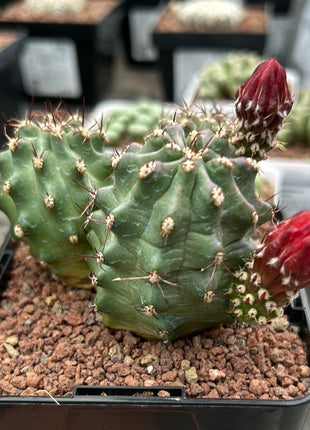 Echinocereus triglochidiatus f. inermis