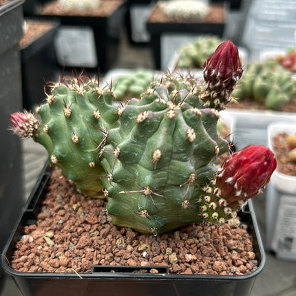 Echinocereus triglochidiatus f. inermis