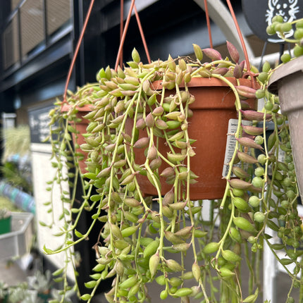 Curio herreianus (Ex. Senecio herreianus)