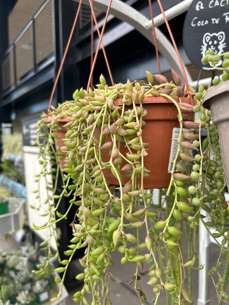 Curio herreianus (Ex. Senecio herreianus)