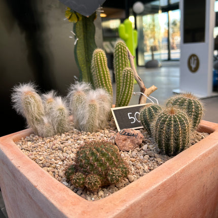 Cactus Composition #1 (In-Store Pickup)