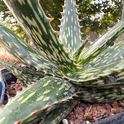 Aloe ‘Bill Morris’ | Aloé híbrido de Foster