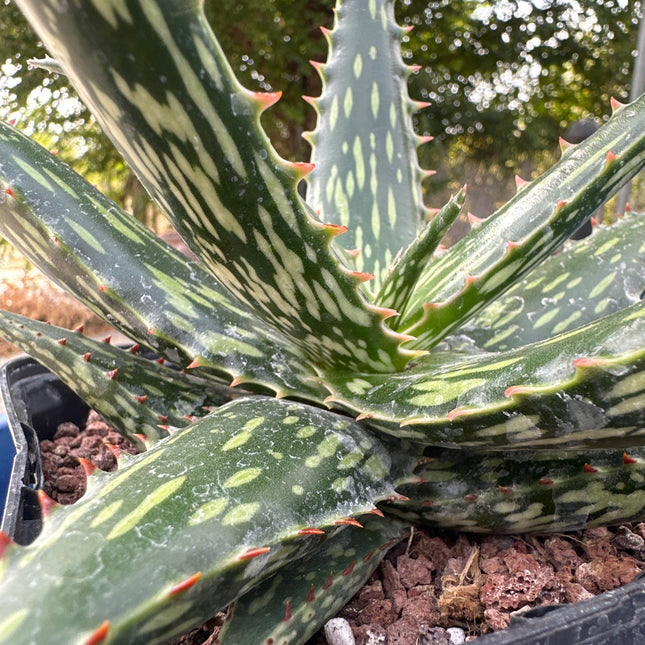 Aloe ‘Bill Morris’ | Foster hybrid aloe