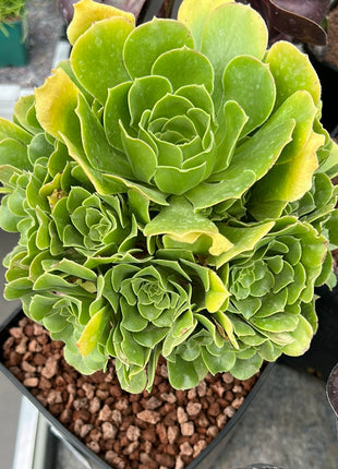 Aeonium pseudotabuliforme