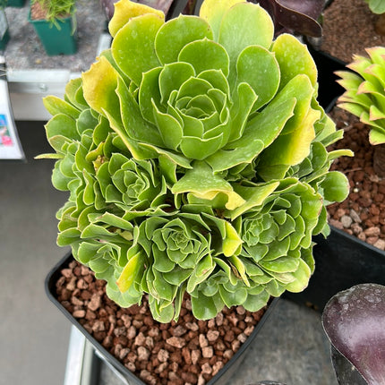 Aeonium pseudotabuliforme
