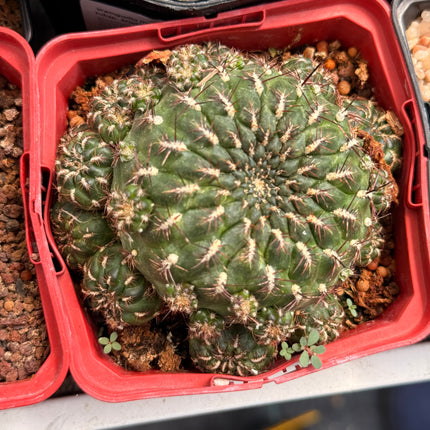 Weingartia steinbachii subsp. polymorpha