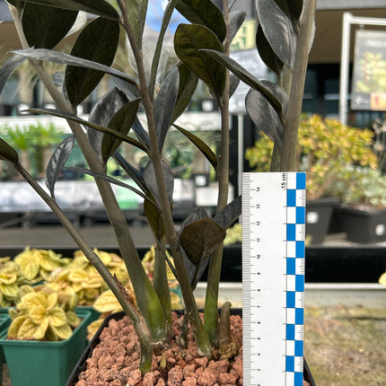 Zamioculca zamiifolia ‘Raven’