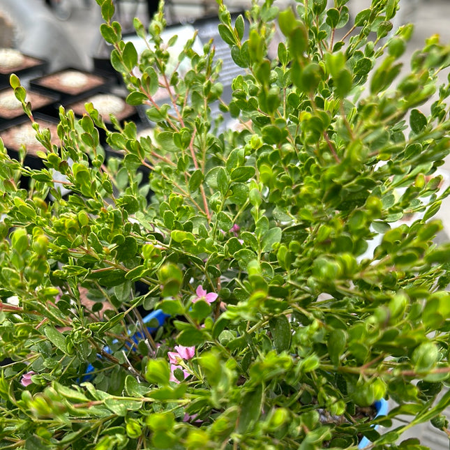 Boronia crenulata