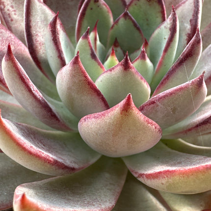 Echeveria caamanoi |La roseta de fuego de Puebla