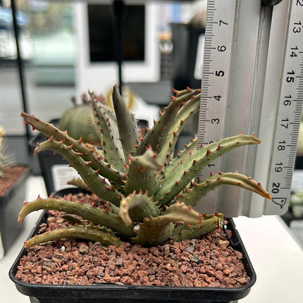 Aloe Castilloniae