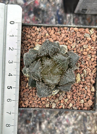 Haworthia 'Redstone'