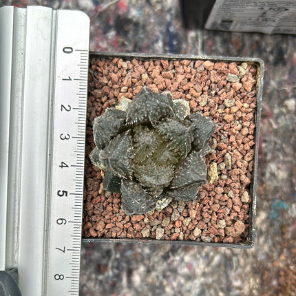 Haworthia ‘Redstone’