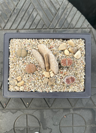 Zusammensetzung von Lithops