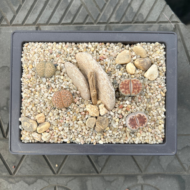 Composición de Lithops