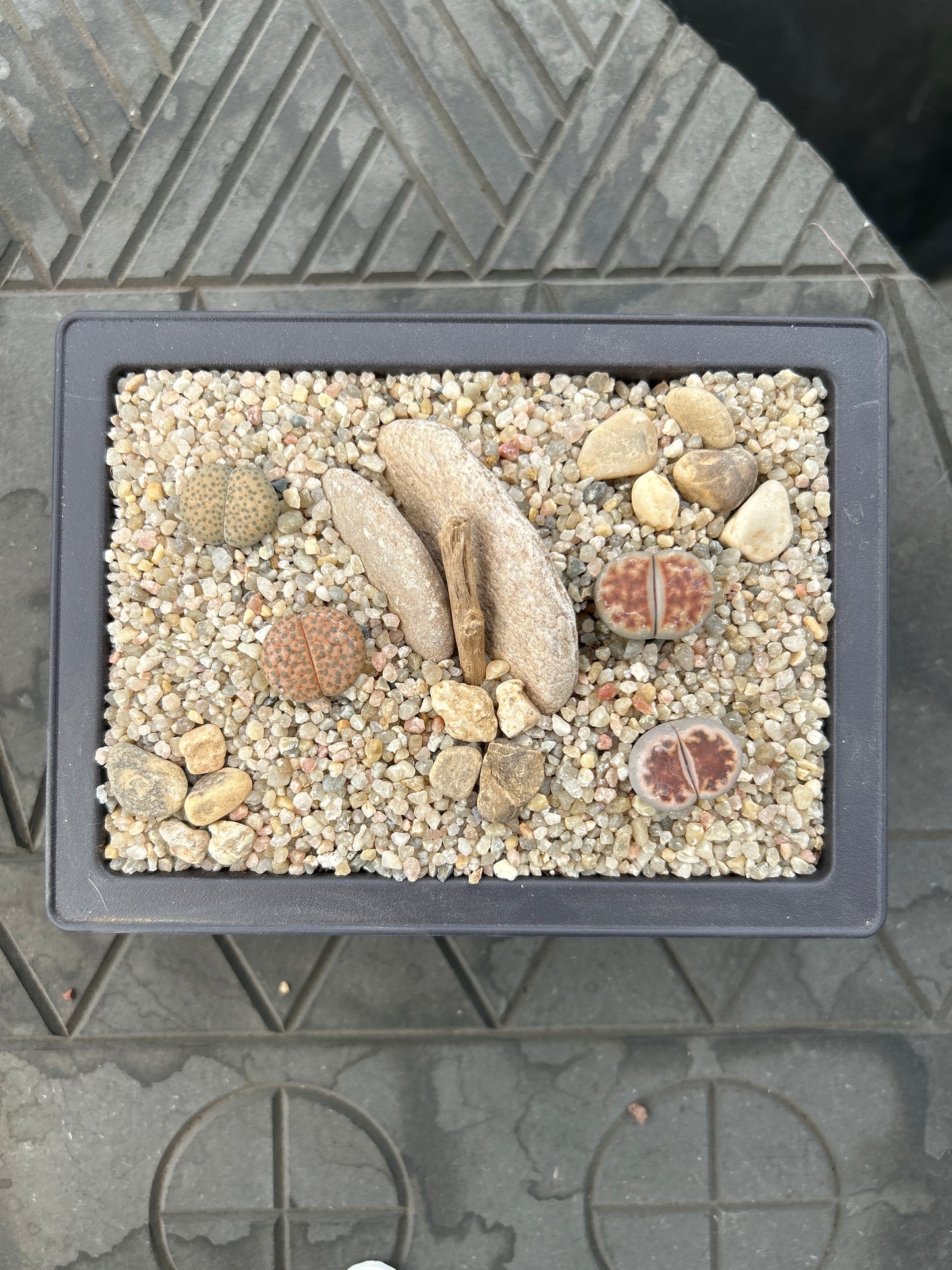 Composición de Lithops