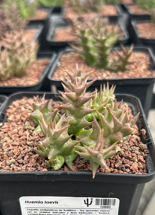 Huernia laevis