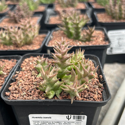 Huernia laevis