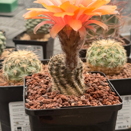 Lobivia haemantha subsp. densispina