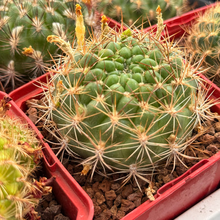 Weingartia neocumingii subsp. sucresis