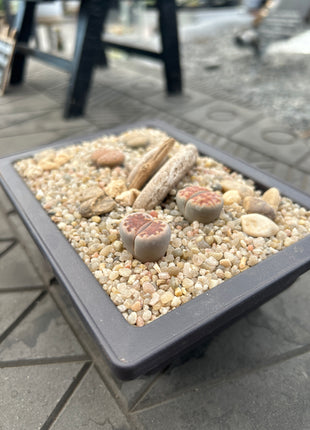 Zusammensetzung von Lithops