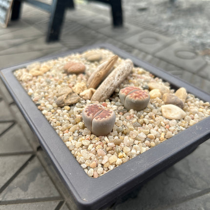 Composition of Lithops