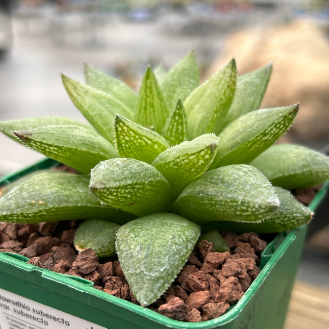 Haworthia suberecta var. suberect