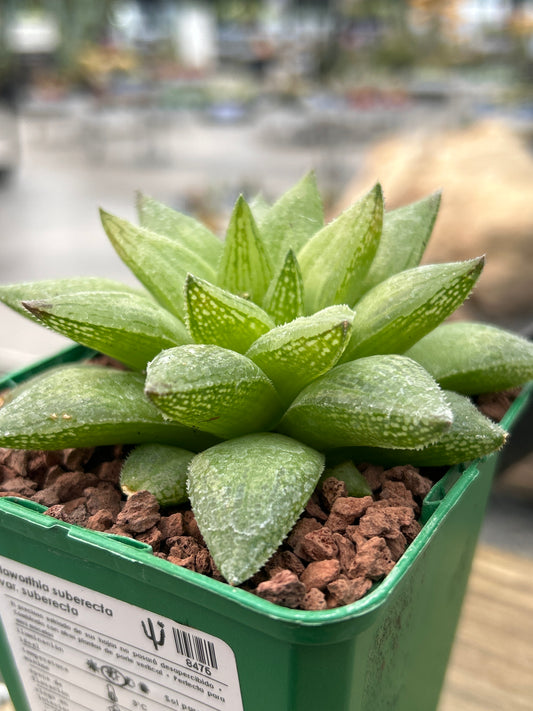 Haworthia suberecta var. suberecta