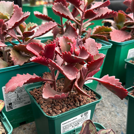 Kalanchoe rubinea