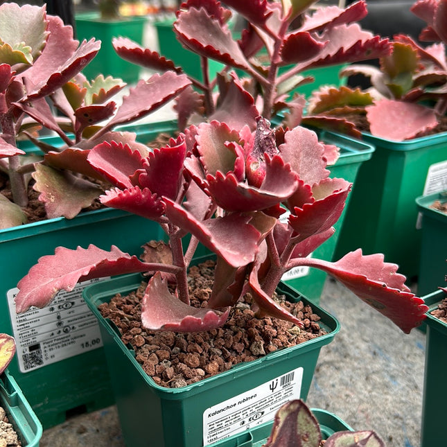 Kalanchoe rubinea