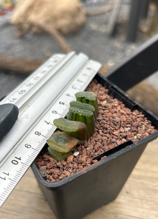 Haworthia truncata f. variegata red