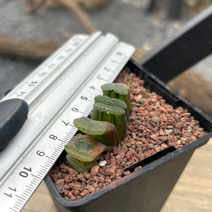 Haworthia truncata f. red variegata