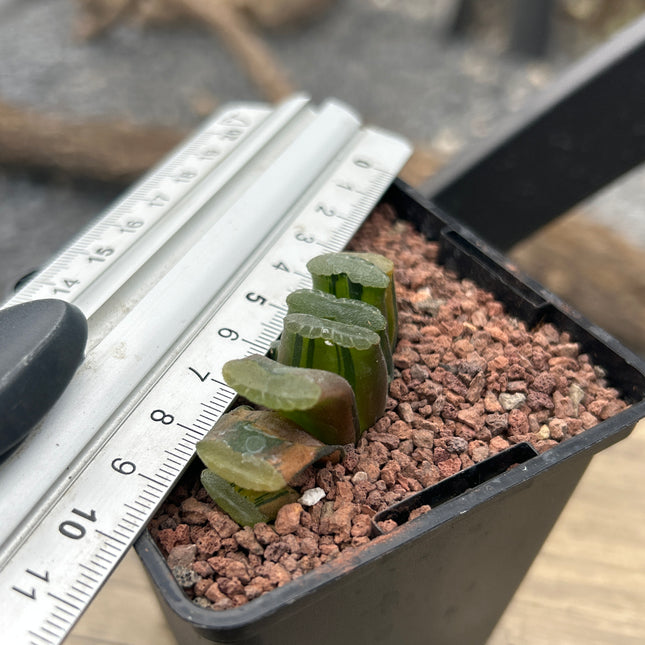 Haworthia truncata f. red variegata