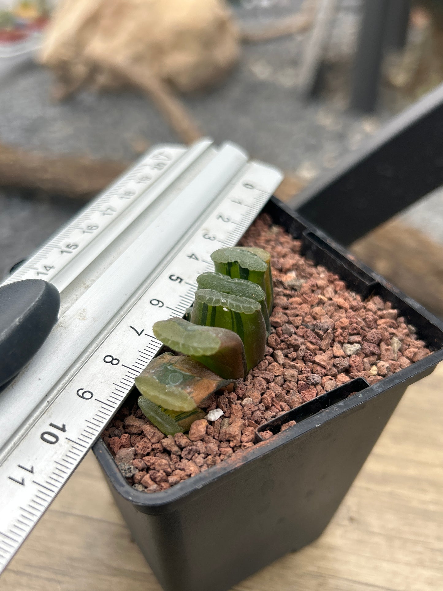 Haworthia truncata f. red variegata