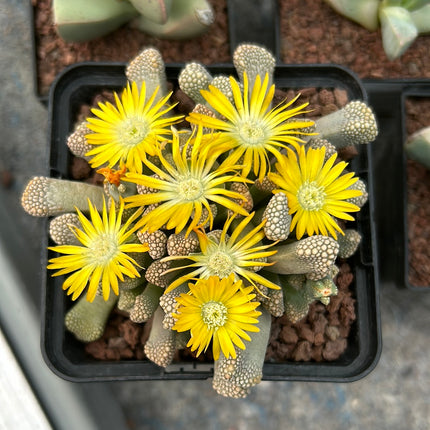 Titanopsis schwantesii