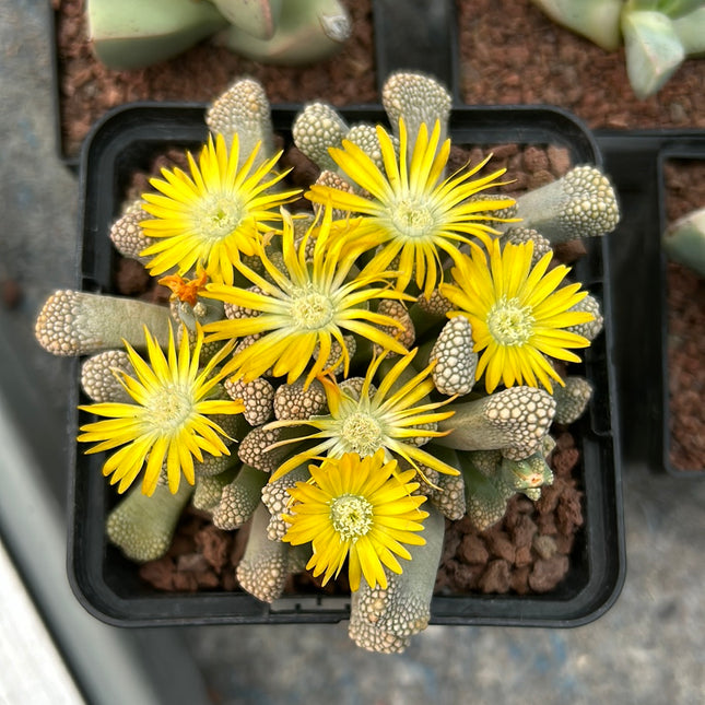 Titanopsis schwantesii