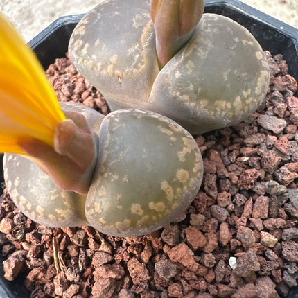 Lithops lesliei „Big Window“