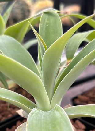 Agave attenuata