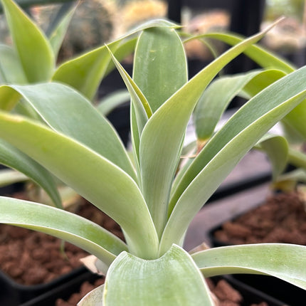 Agave attenuata