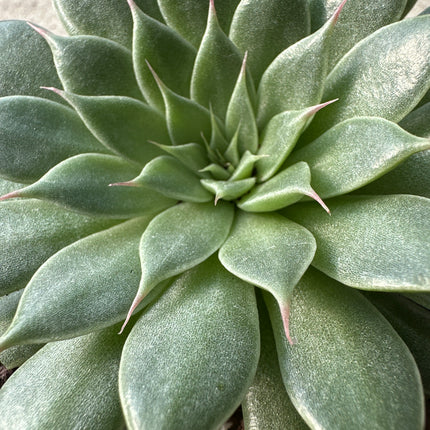 Graptopetalum filiferum | Rosette mit karmesinroten Fäden