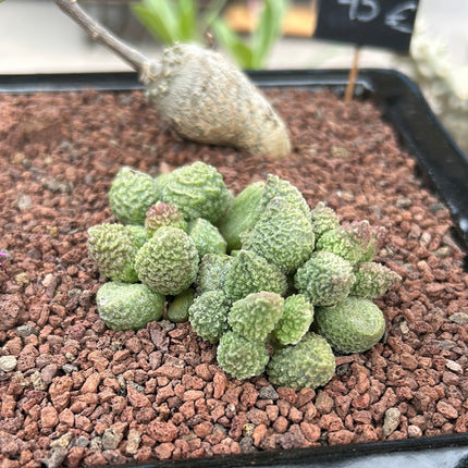 Zusammensetzung Aizoaceae + Fockea edulis