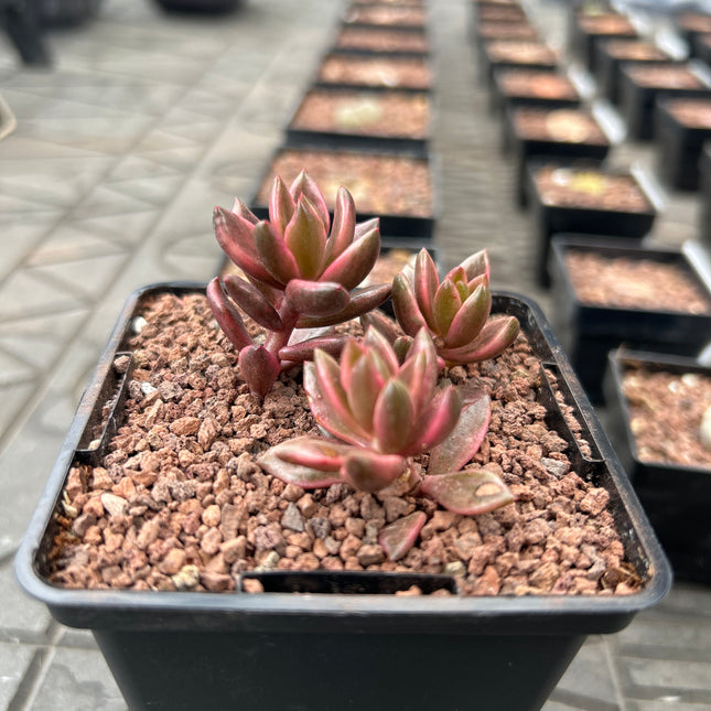 x Lenopetalum 'Schokolade und Erdbeeren'